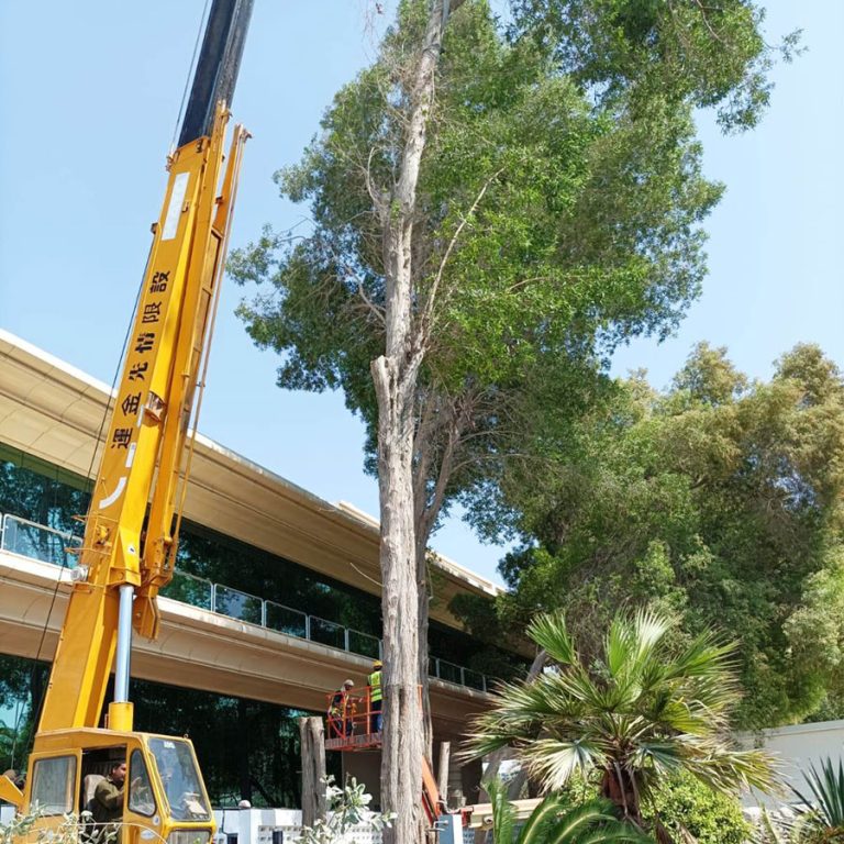Large Trees cutting and trimming in UAE