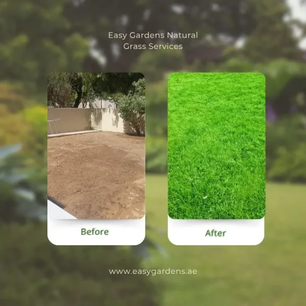 Befor and After Results Sharjah Grass