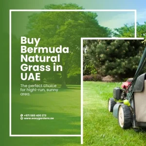 Buy Bermuda Grass Sod