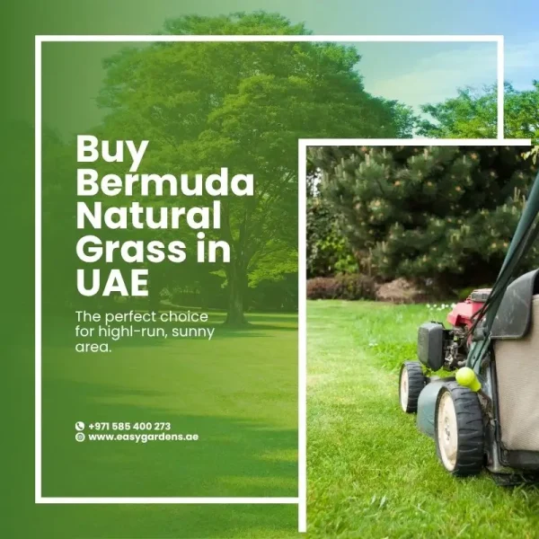 Buy Bermuda Grass Sod