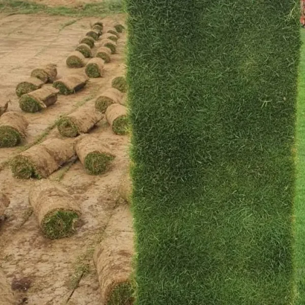 Bermuda Real Grass Carpet