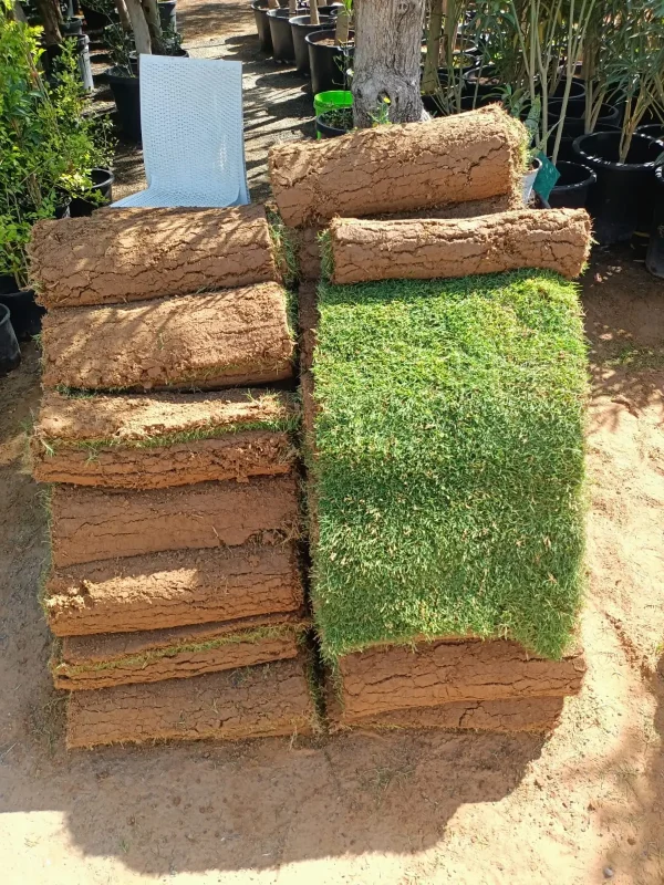 Bermuda Real Grass