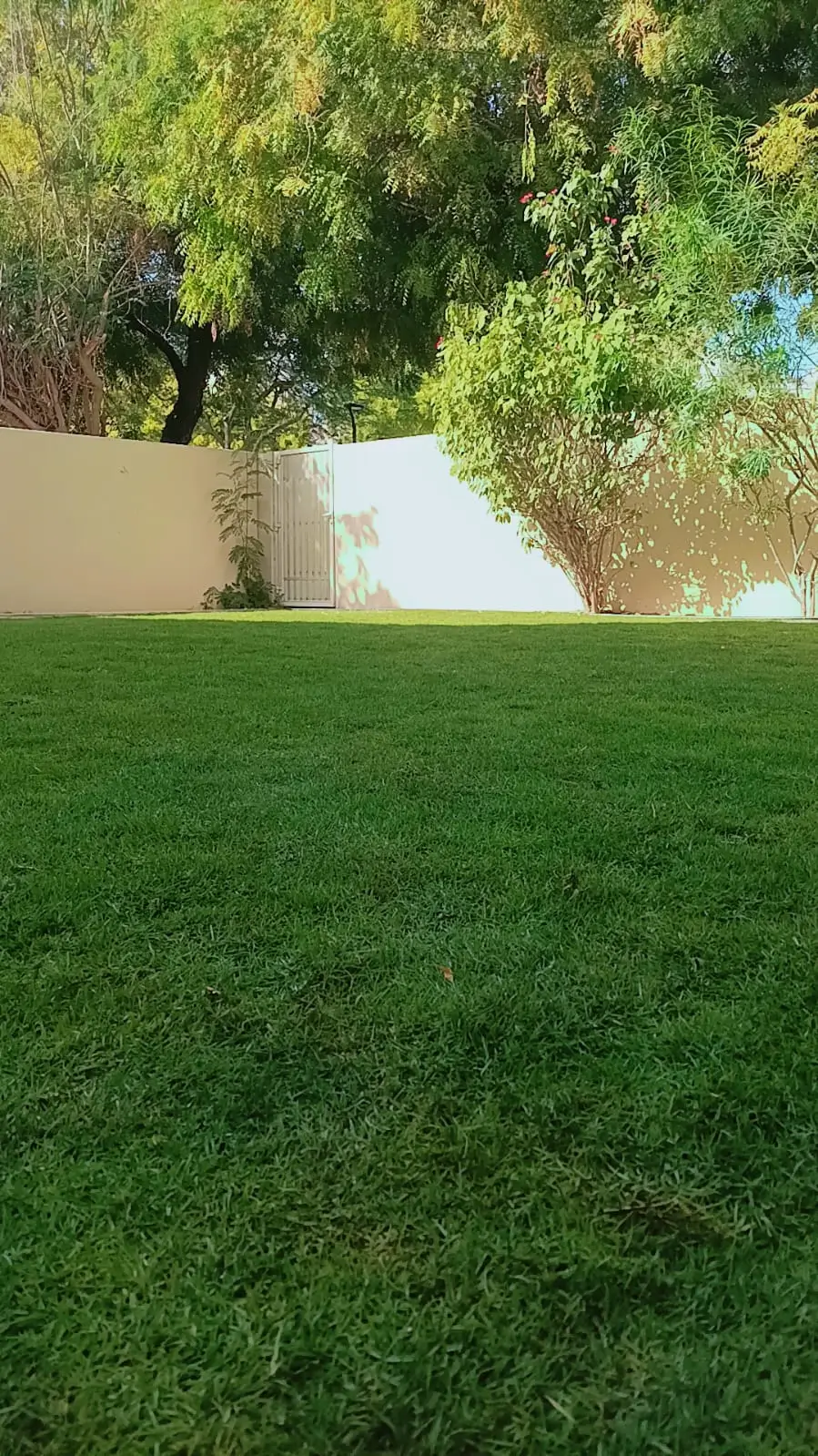 Paspalum Vaginatum (Sharjah) Grass