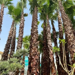 Washingtonia Robusta Palms for Sale 5-6 meters