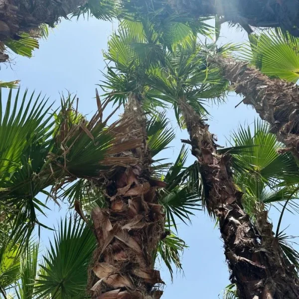 Washingtonia Robusta Palms for Sale in UAE