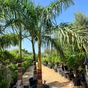 Royal Palm for sale in UAE