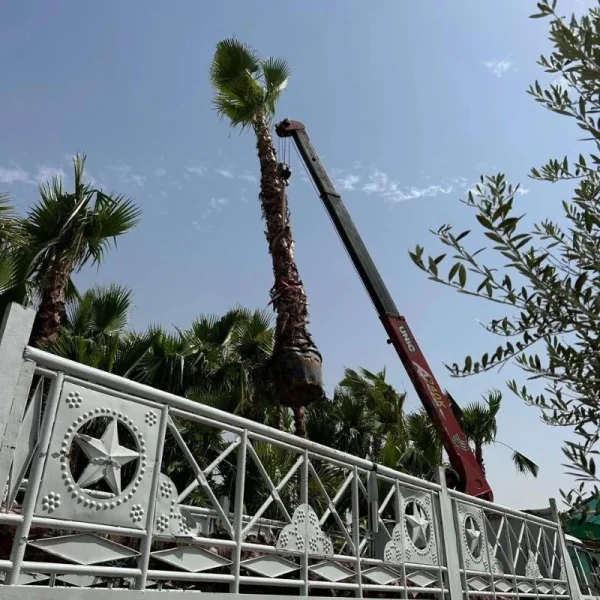 Washingtonia Robusta Palms Installation Crane