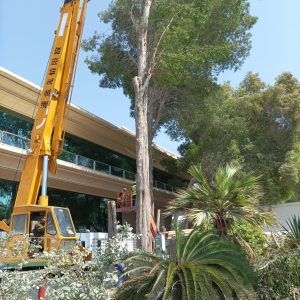 Tree Removal, Pruning and Cutting Service