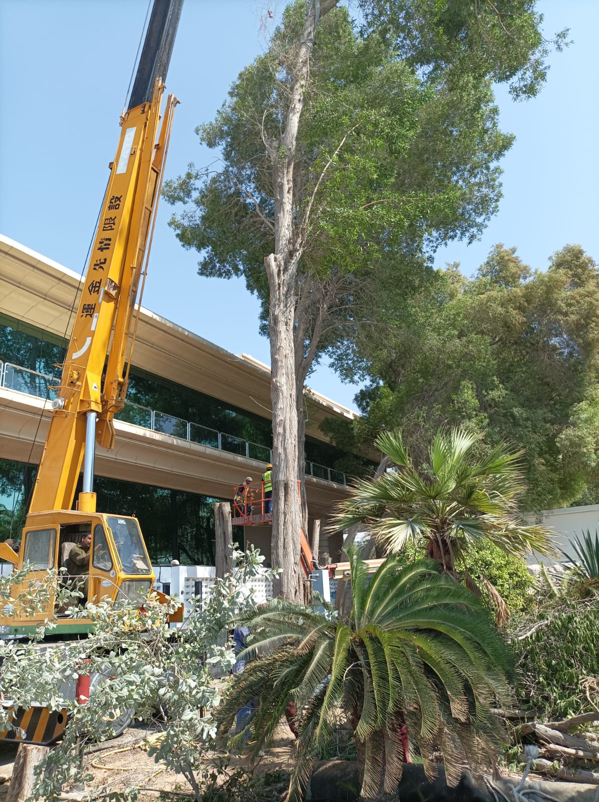 Tree Removal, Pruning and Cutting Service