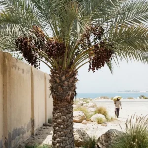 LULU DATE PALM for sale in UAE
