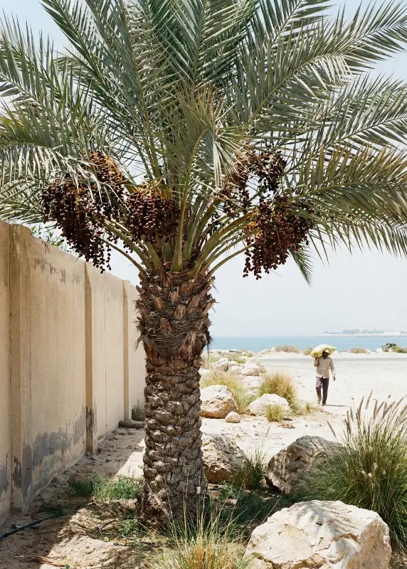 LULU DATE PALM for sale in UAE
